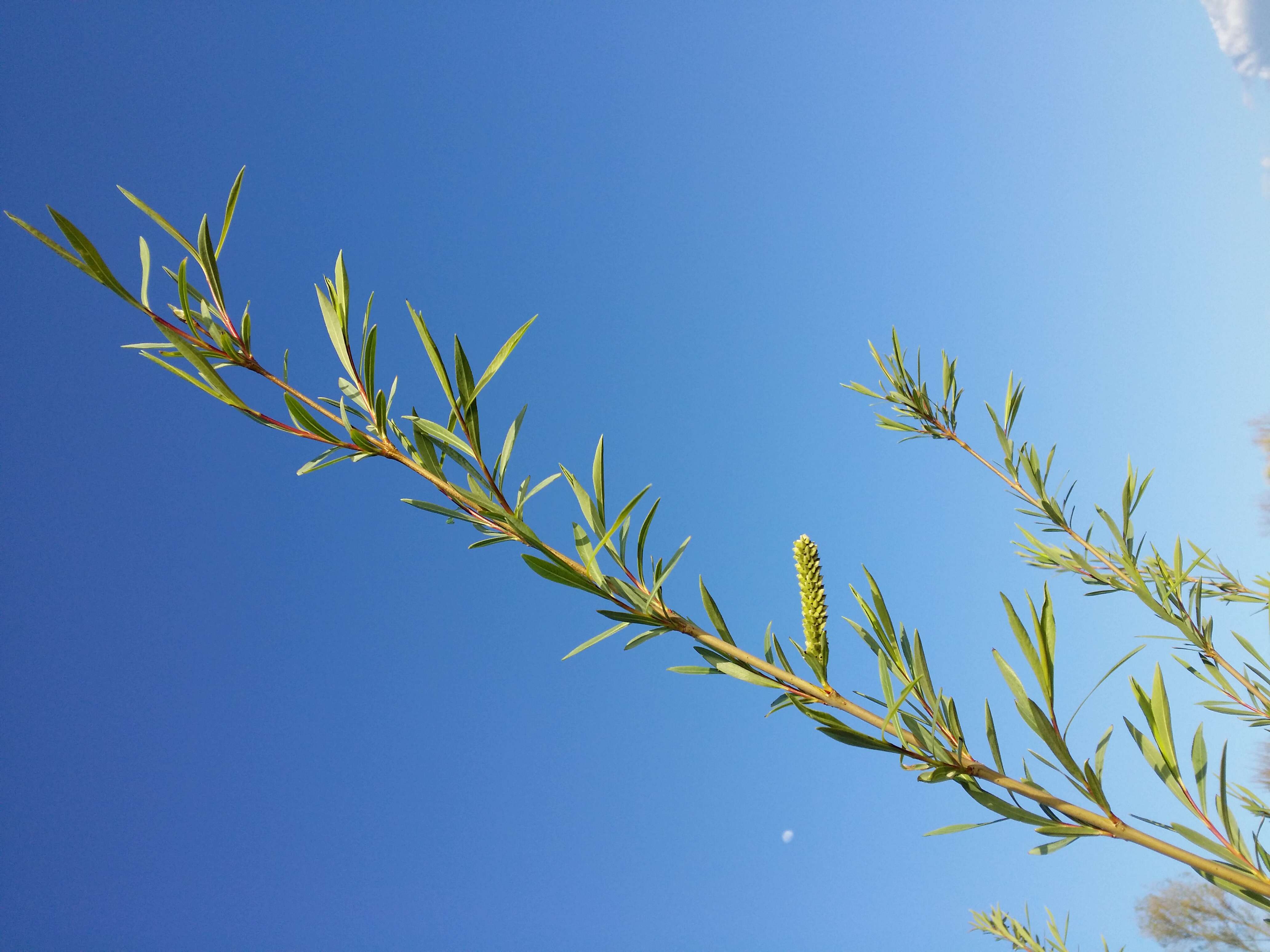 Imagem de Salix purpurea L.