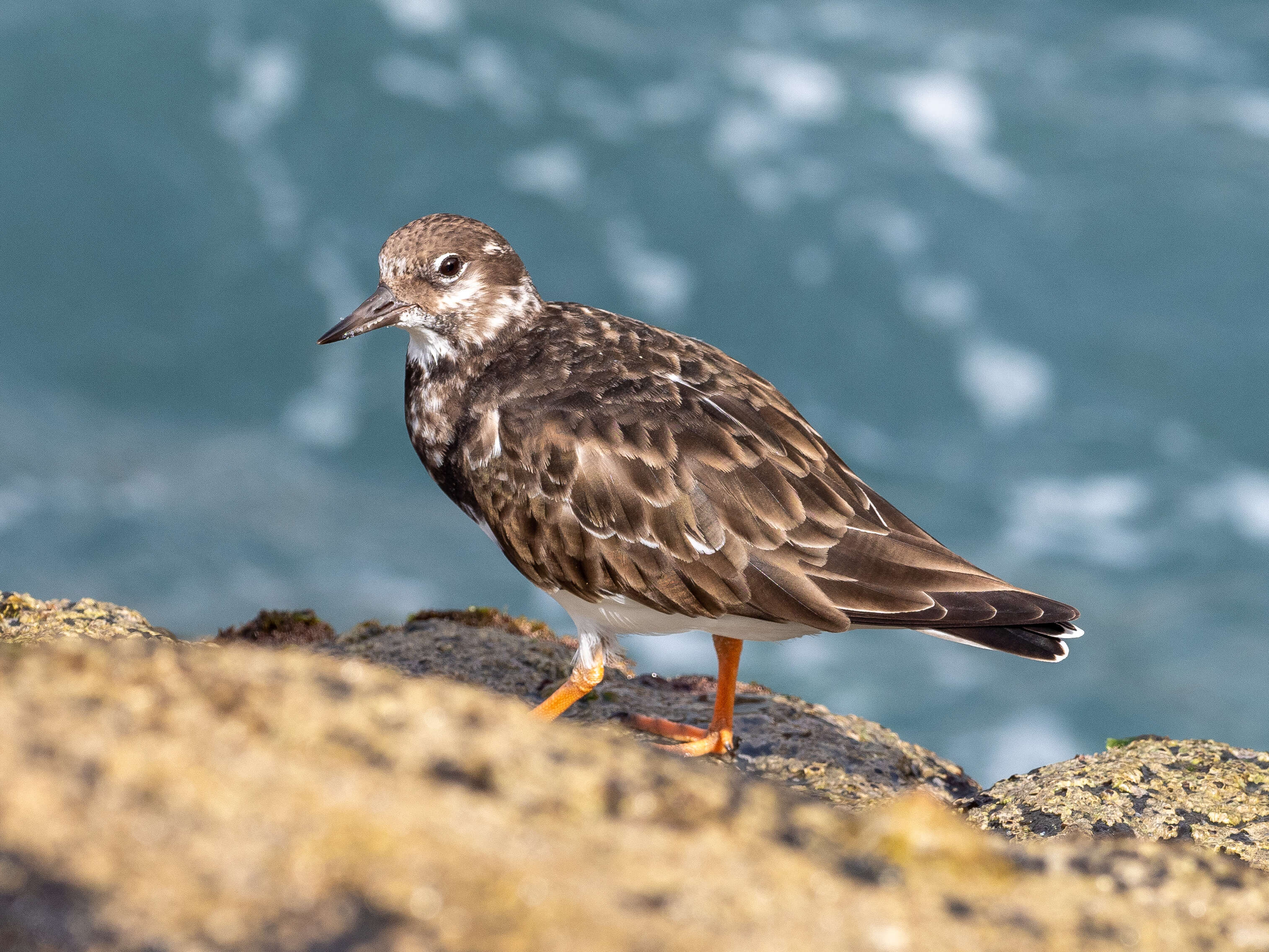 Image of Ruddy Turnstone