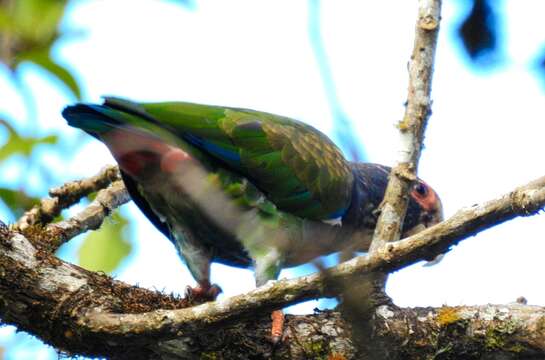 Image of White-crowned Parrot