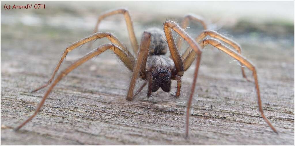 Image of Giant House Spider