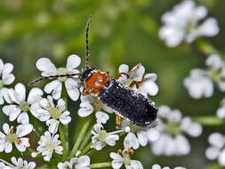 Imagem de Cratosilis denticollis