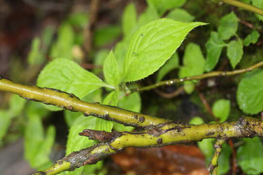 Image of Helwingia japonica (Thunb. ex Murray) F. G. Dietrich