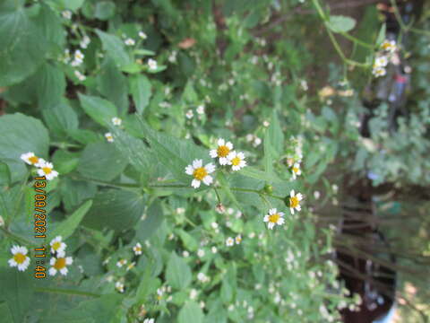 Image of Smooth peruvian daisy