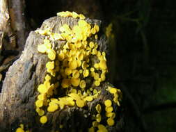 Image of Yellow fairy cup