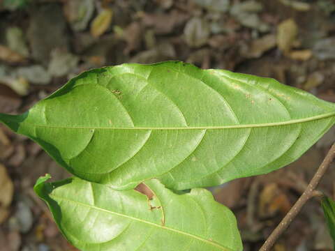 Image of Dichapetalum gelonioides (Roxb.) Engl.