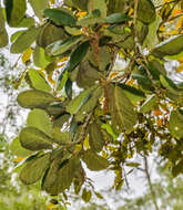 Image of Quercus obtusata Bonpl.