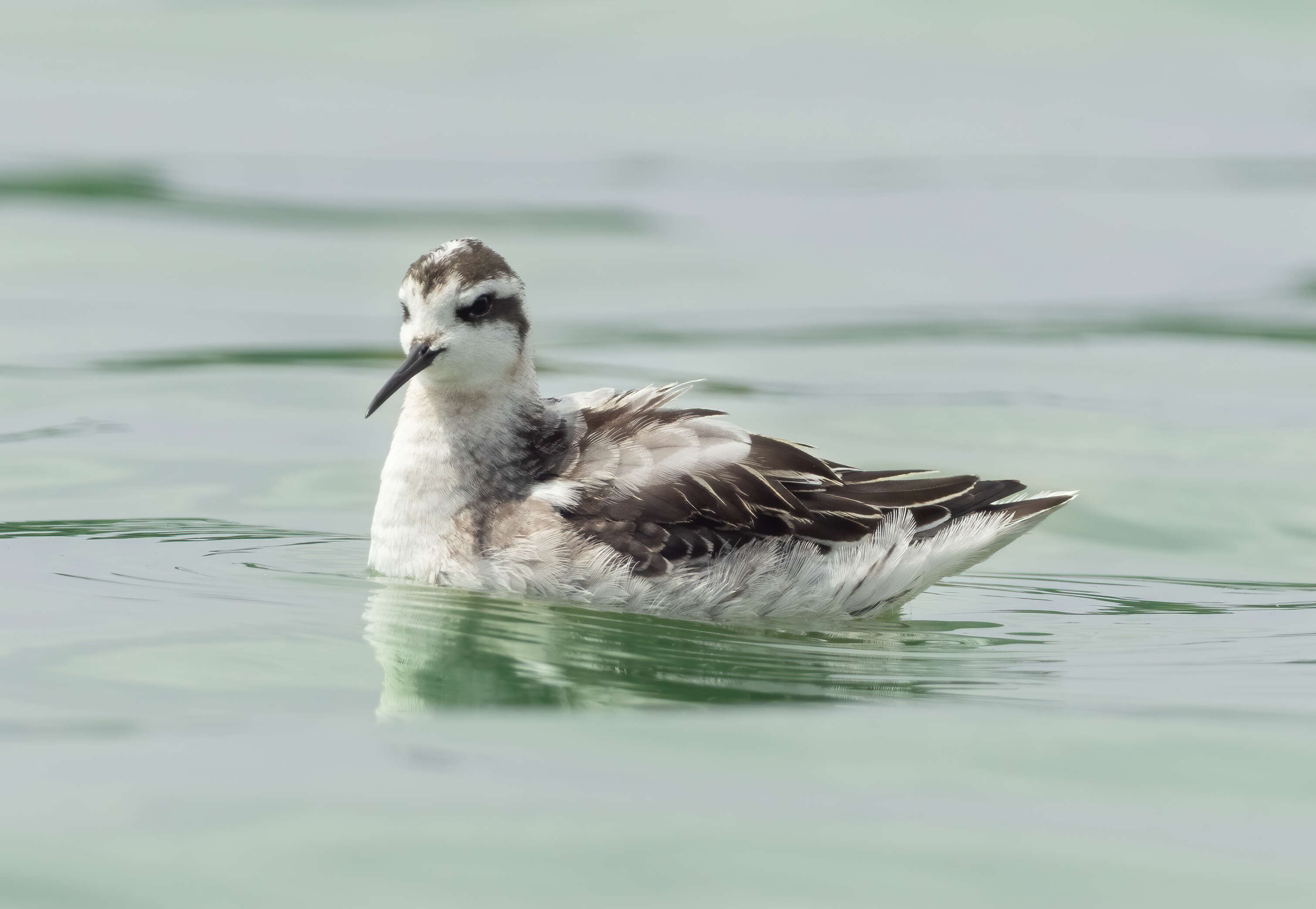 Imagem de Phalaropus lobatus (Linnaeus 1758)