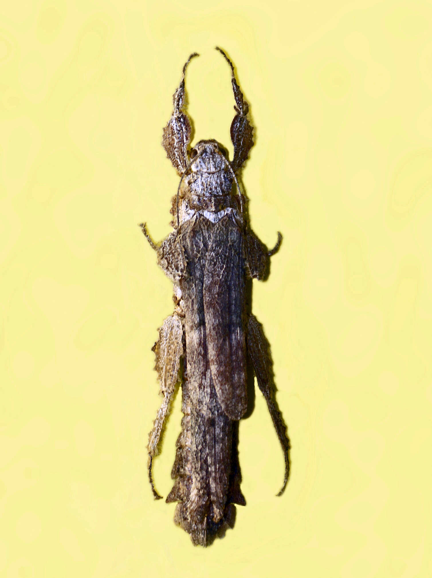 Image of Prisopodidae