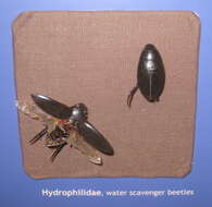 Image of Hydrophilus