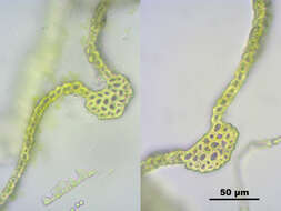 Image of tree climacium moss