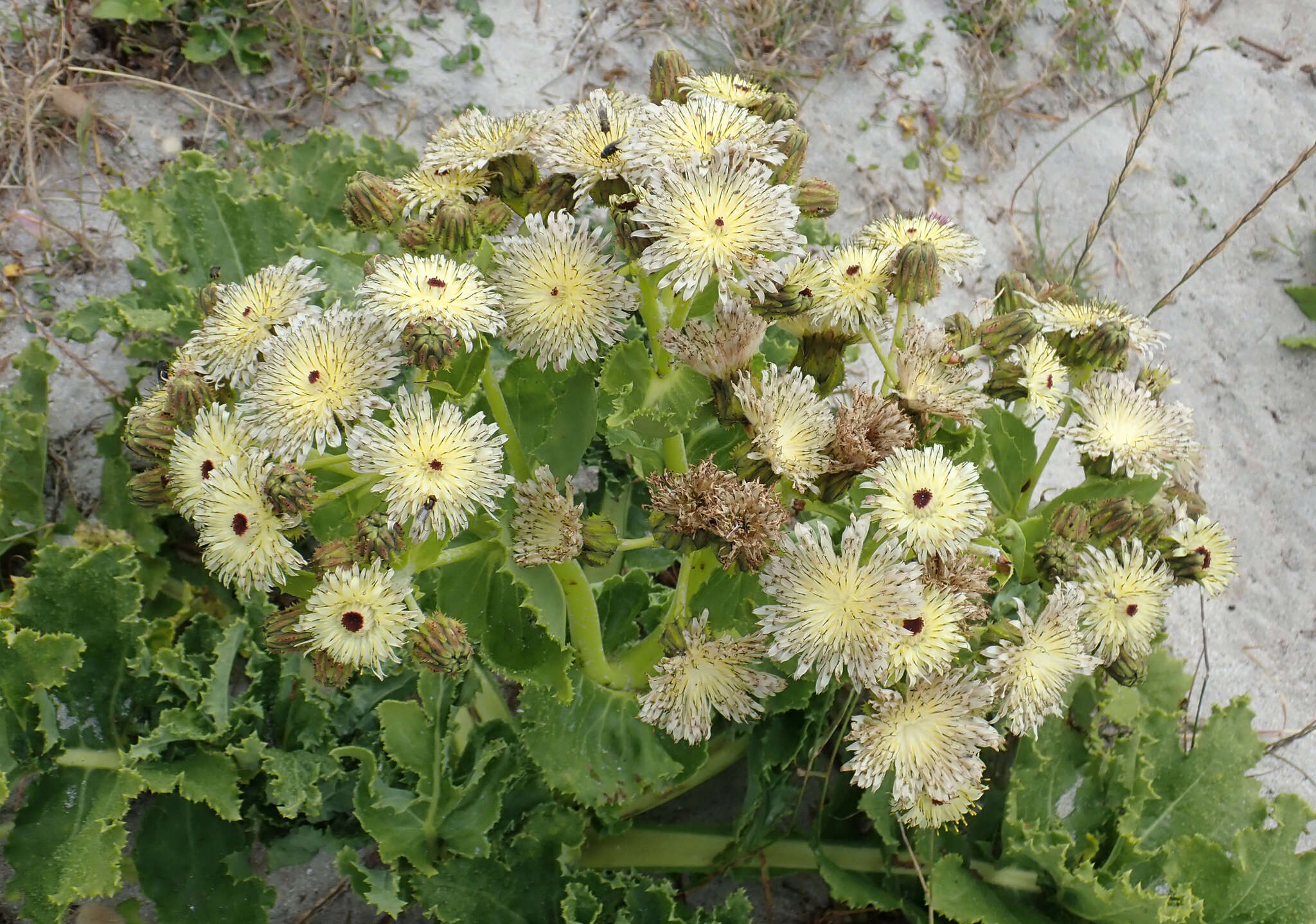 Image of sowthistle