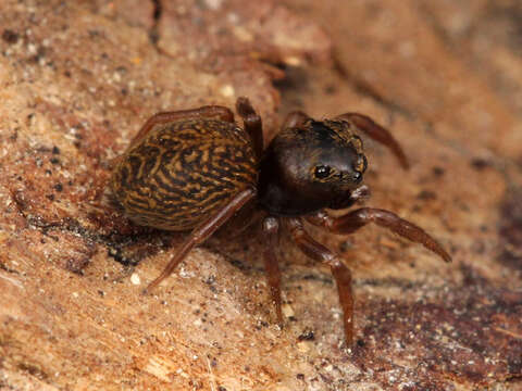 Image of Chinattus parvulus (Banks 1895)