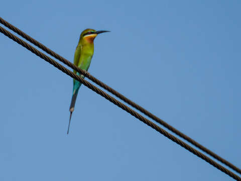 Image of Blue-tailed Bee-eater