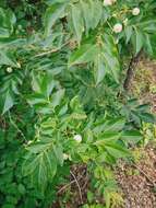 Image of orange jasmine