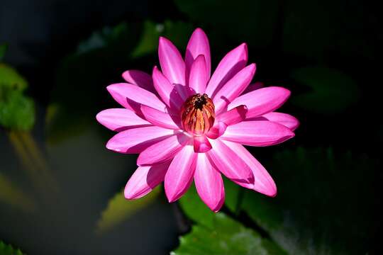 Image of waterlilies