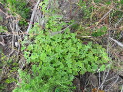 Image of Pelargonium tomentosum Jacq.