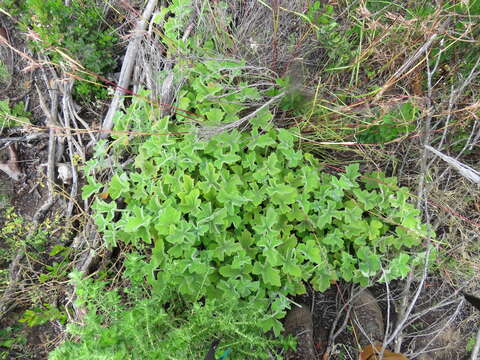 Image of Pelargonium tomentosum Jacq.