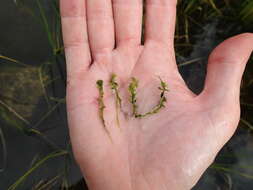 Image of small waterwort