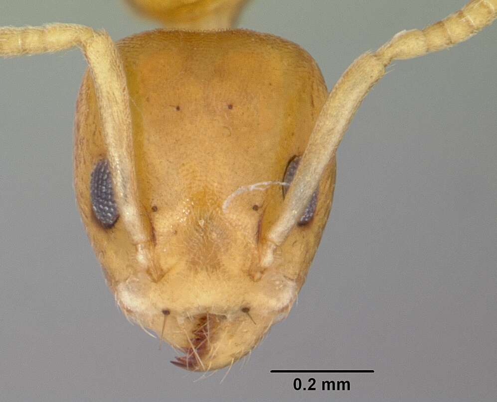 Image de Axinidris hypoclinoides