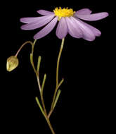 Image of Swan River Daisy