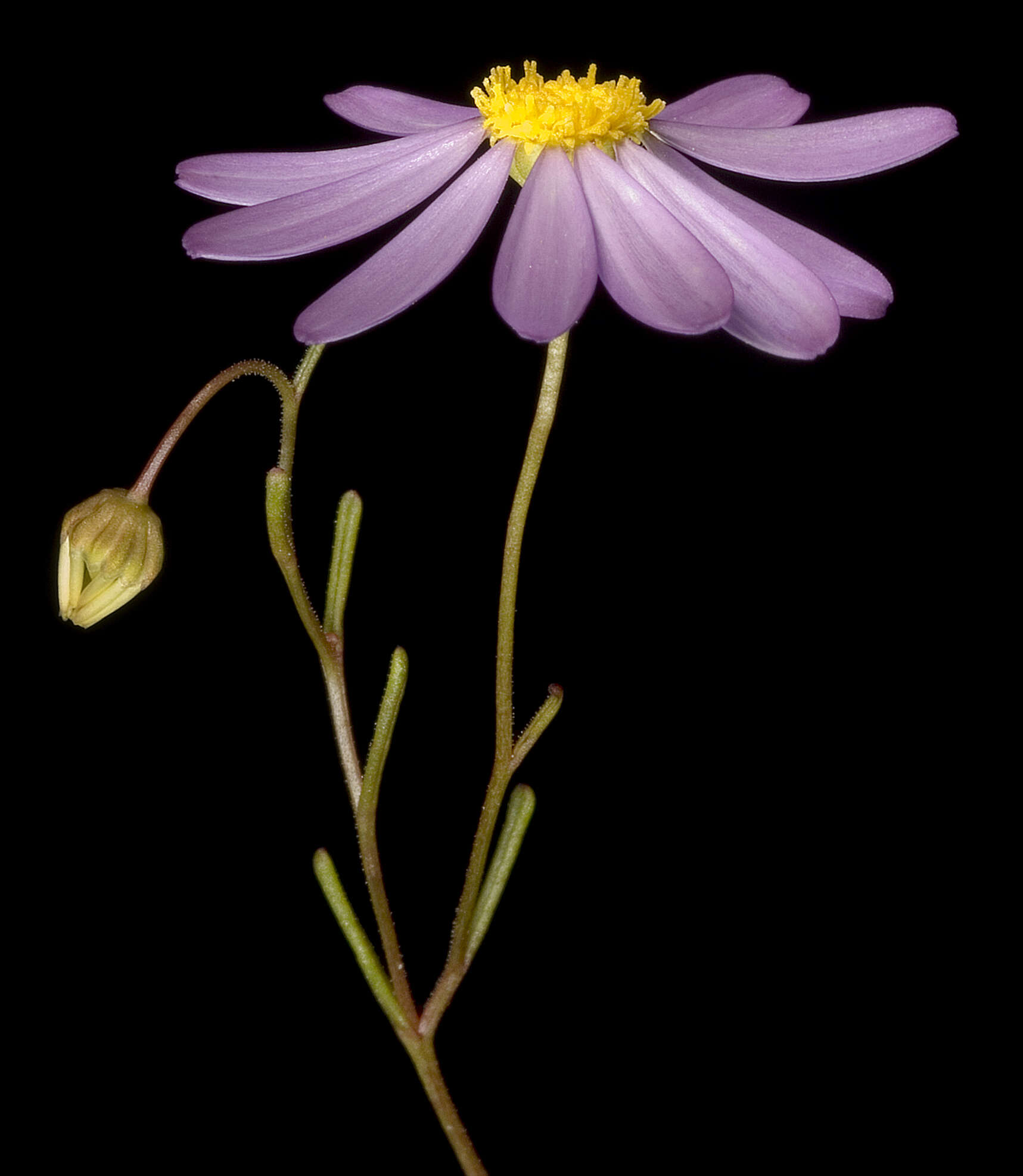 Image of Swan River Daisy