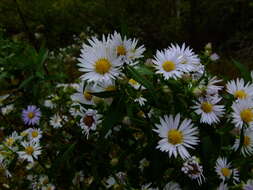 Image of purplestem aster