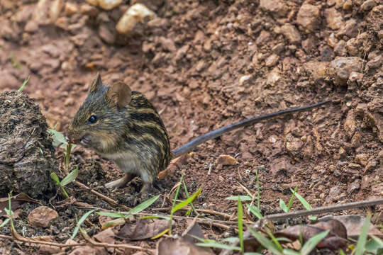 صورة Lemniscomys striatus (Linnaeus 1758)