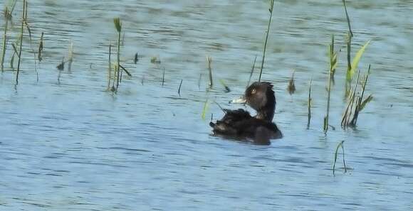 Image of Ring-necked Duck