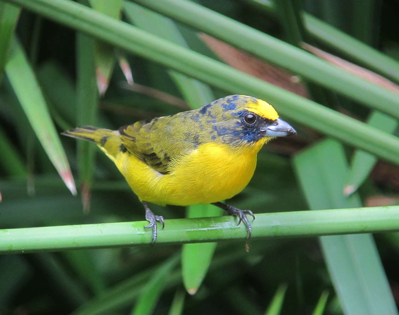 Image of Thick-billed Euphonia