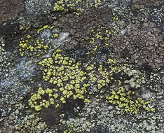 Image of Yellow map lichen;   World map lichen