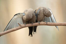 Image of Dusky Woodswallow