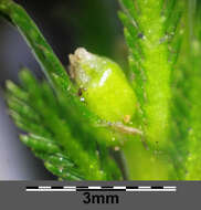 Слика од Myriophyllum verticillatum L.