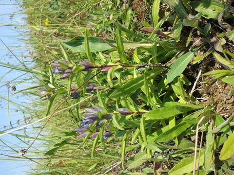 Image of Cross gentian