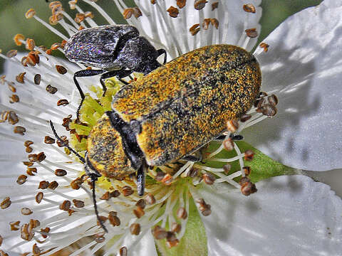 Imagem de Mycterus umbellatarum