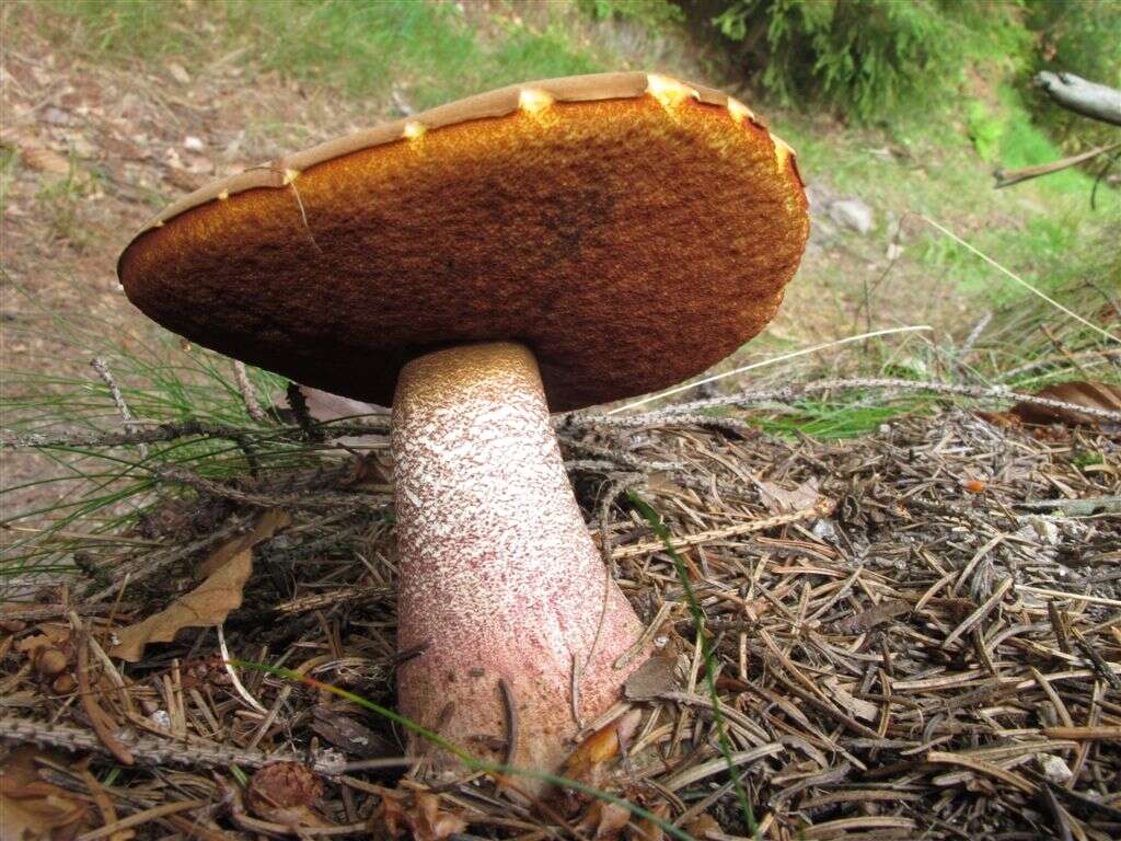 Image of Neoboletus luridiformis (Rostk.) Gelardi, Simonini & Vizzini 2014