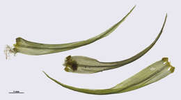 Image of Broom Moss