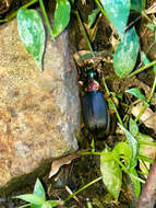 Image of Vivid Metallic Ground Beetles