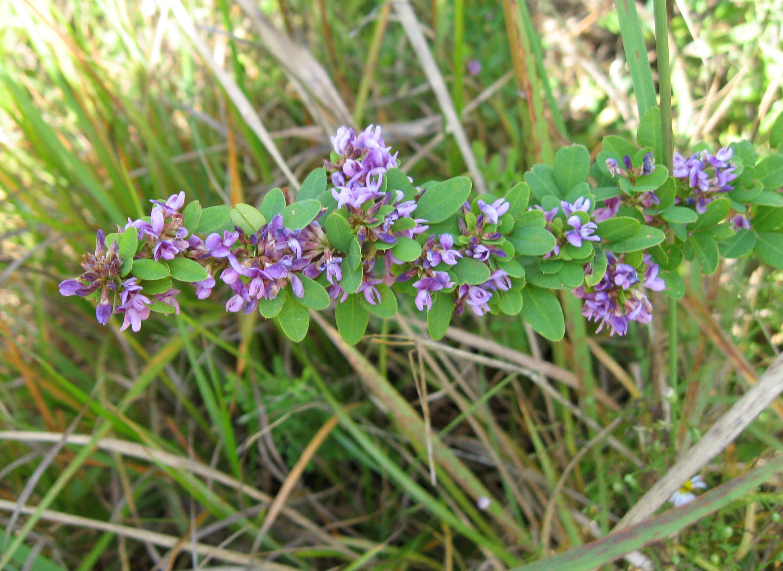 Image of violet lespedeza