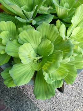 Image of pistia