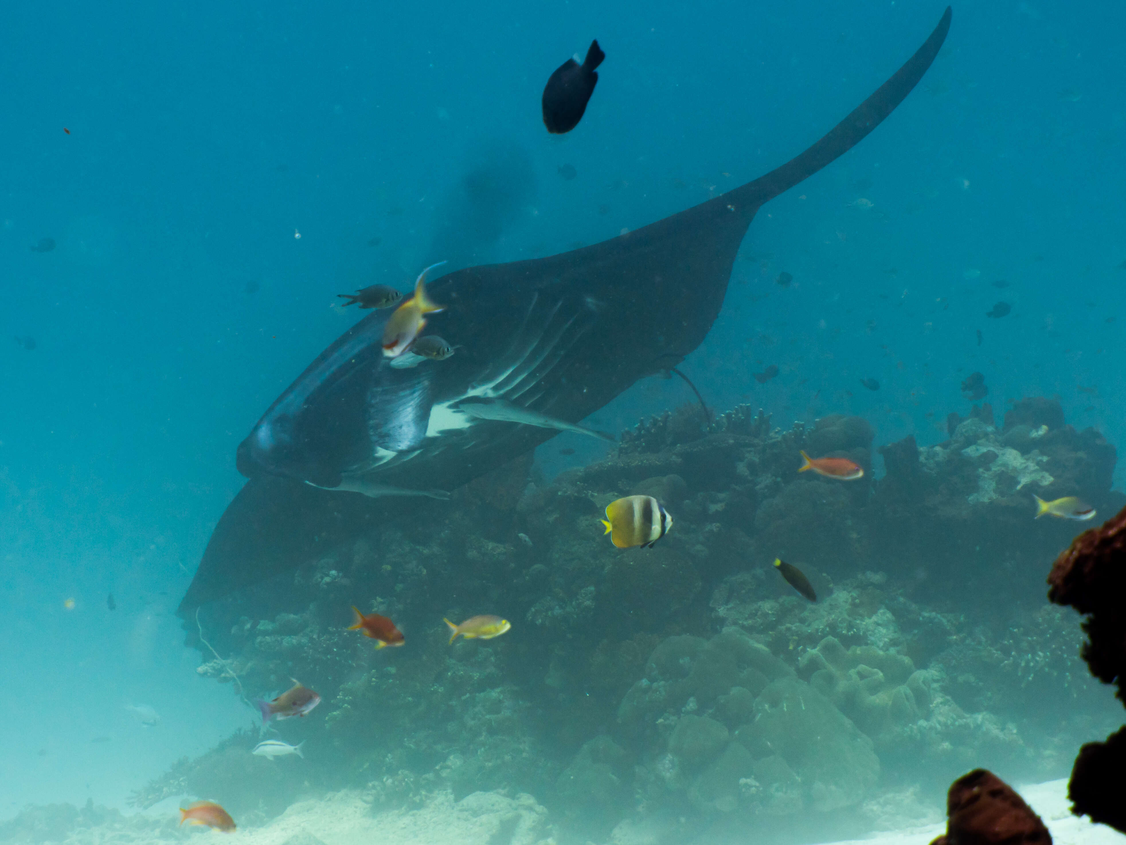 Image of Coastal Manta Ray