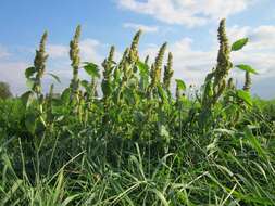 Image of redroot amaranth