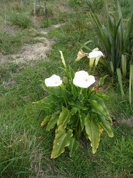 Image of Arum lily