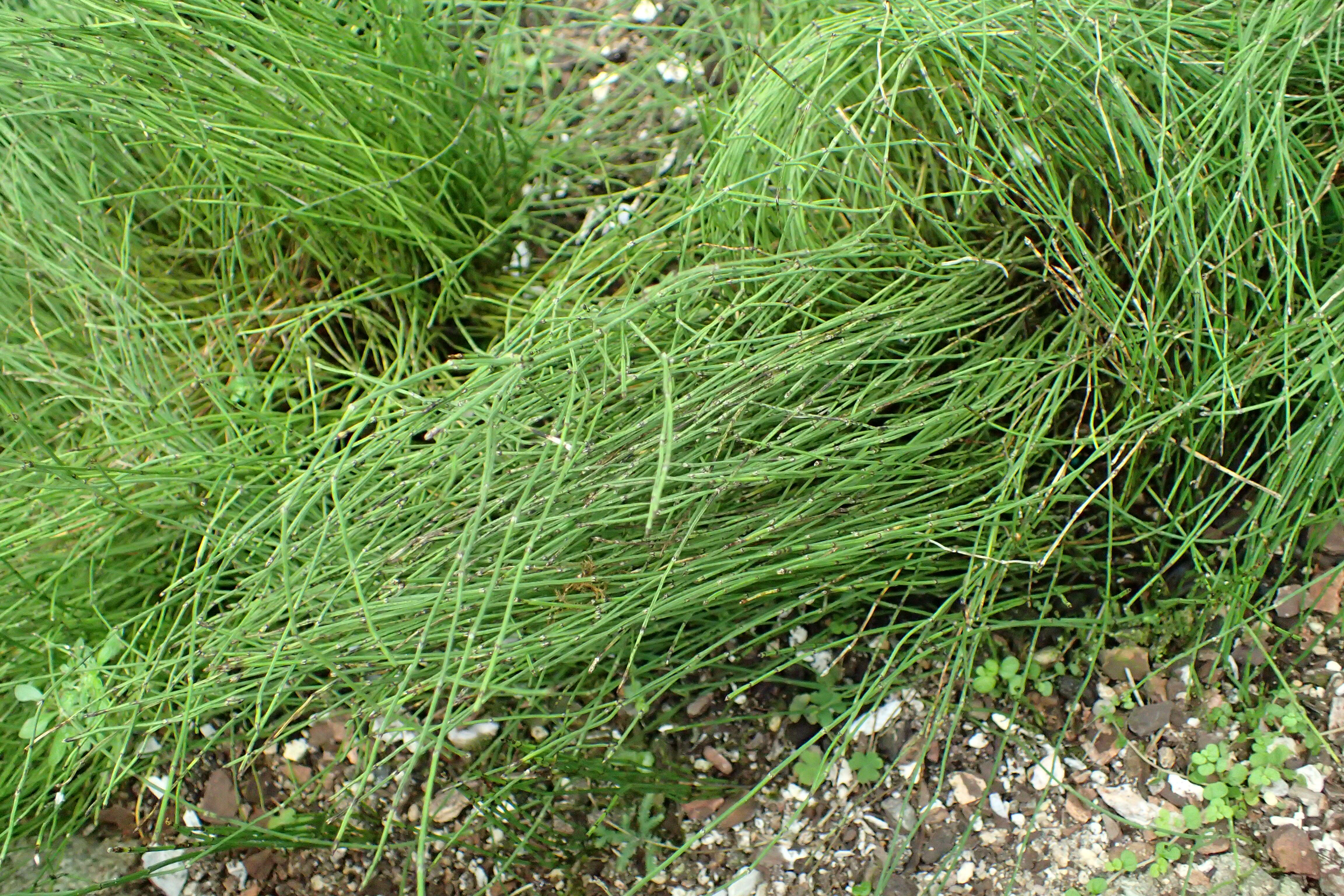 Image of Delicate Horsetail