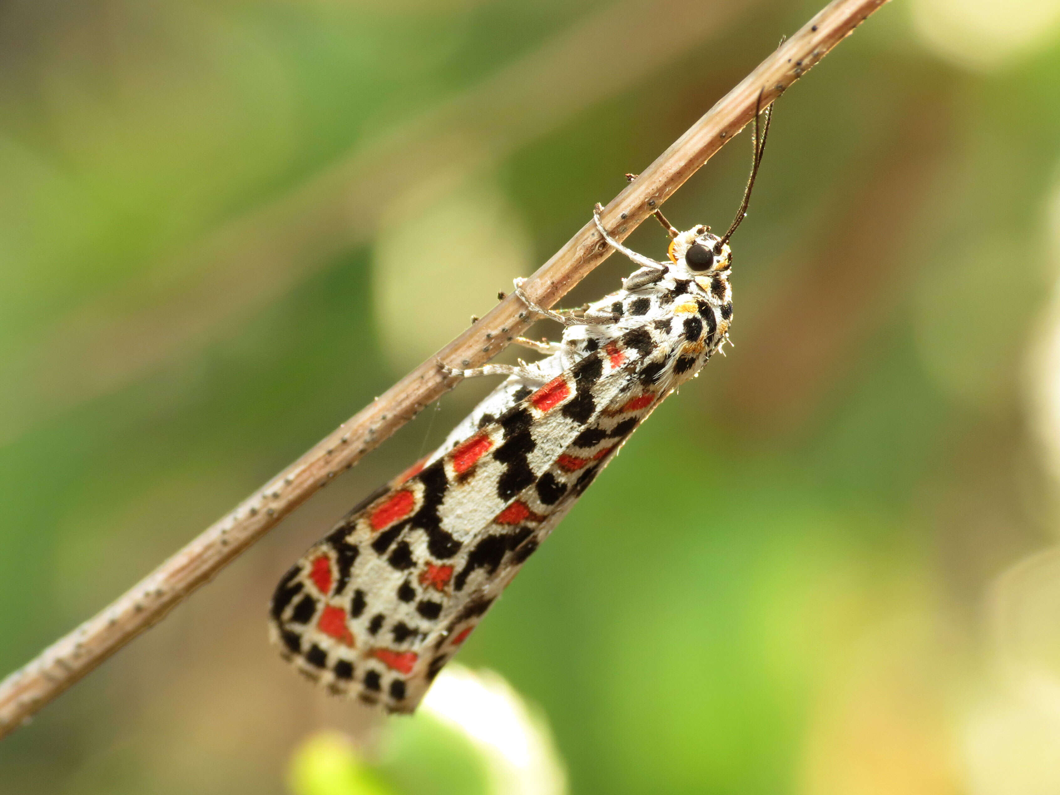 Image of crimson speckled