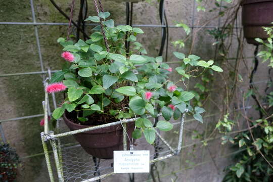 Image de Acalypha chamaedrifolia (Lam.) Müll. Arg.