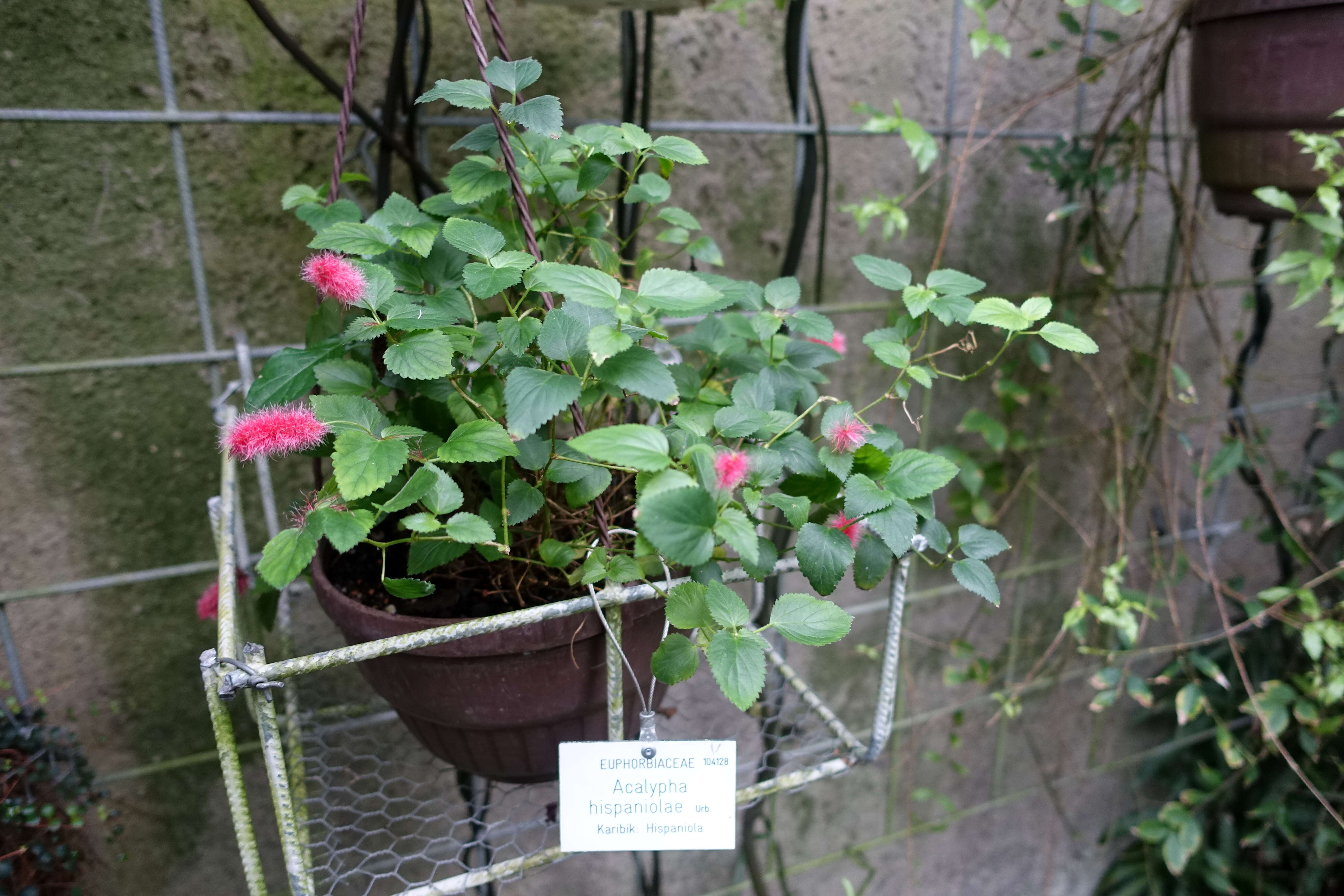 Imagem de Acalypha chamaedrifolia (Lam.) Müll. Arg.