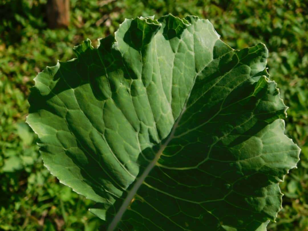 Image of Portuguese kale