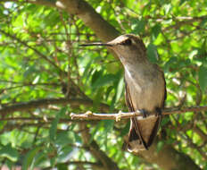 Image of Black-chinned Hummingbird