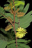 Image of plume albizia