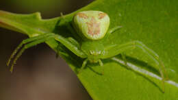 Sivun Ebrechtella tricuspidata (Fabricius 1775) kuva